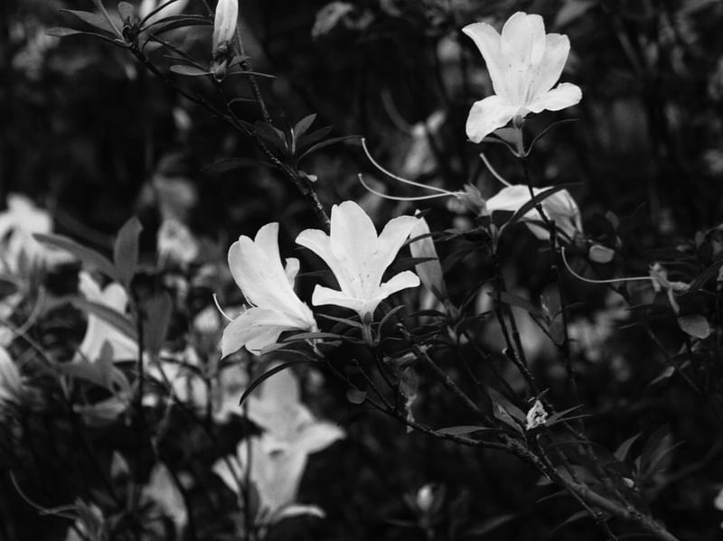 FLOREST FLOWERS