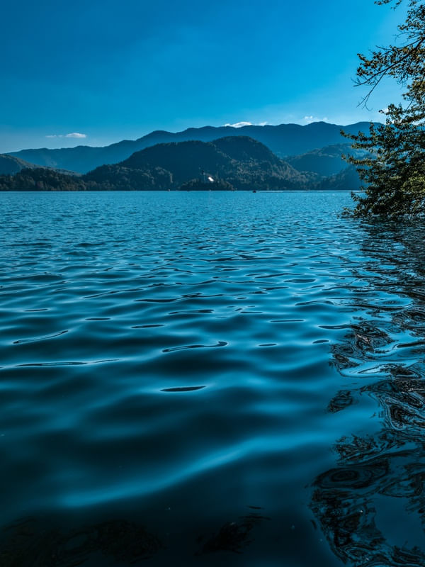 BLUE BLED
