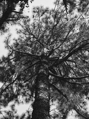LOOK UP TREE