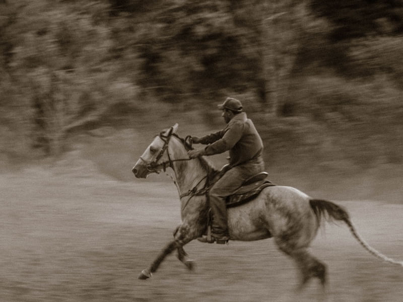 TREINADOR DE CAVALOS 1