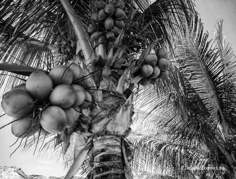 COQUEIRO TROPICAL E FRUTOS