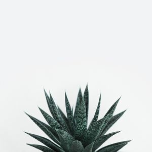 CACTOS ESCANDINAVO I