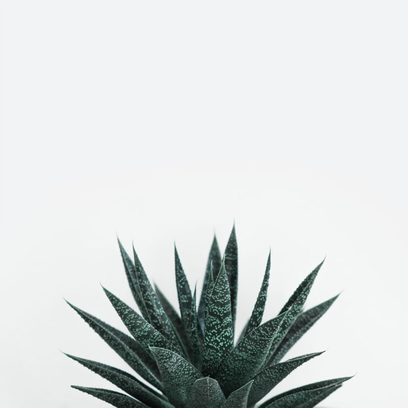 CACTOS ESCANDINAVO I