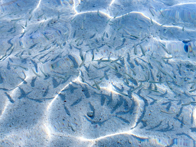 CARDUME NO MAR