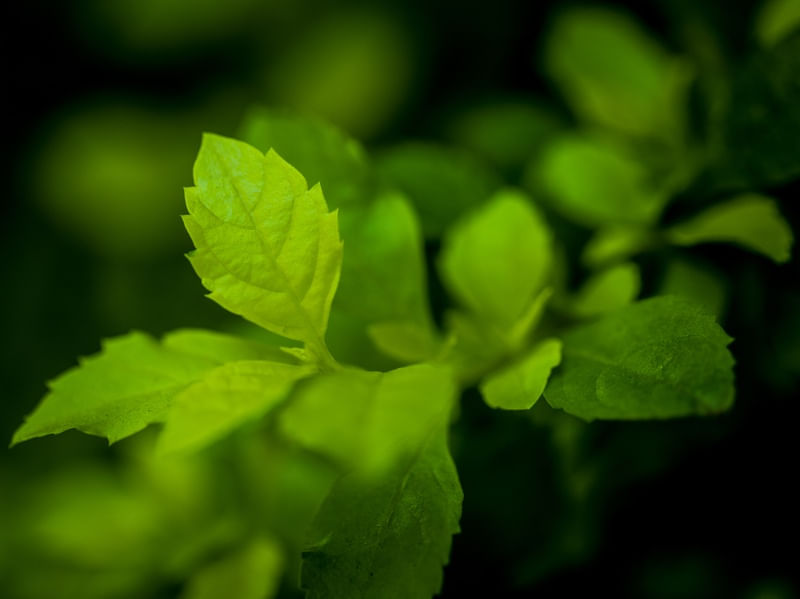 DETALHE VERDE (MACRO COLLECTION)