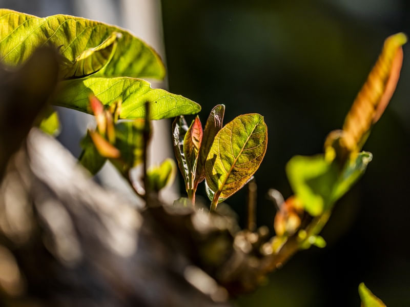 UMA TARDE NO QUINTAL 2 (MACRO COLLECTION)