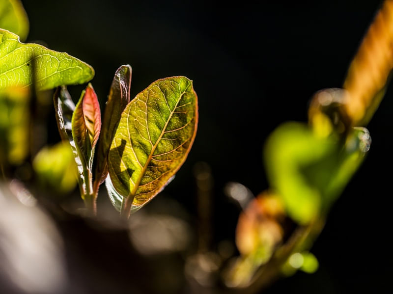 UMA TARDE NO QUINTAL 3 (MACRO COLLECTION)