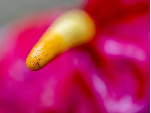 FLOR (MACRO COLLECTION)