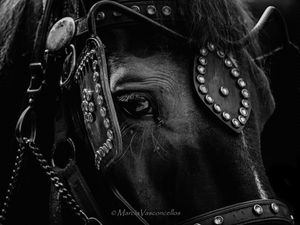 ANIMAIS HORSES BW