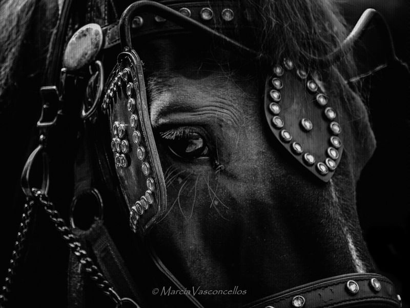 ANIMAIS HORSES BW