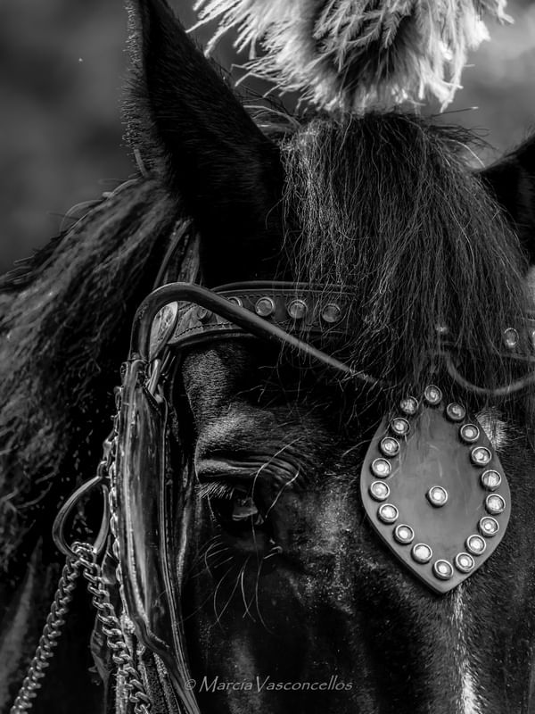 ANIMAIS HORSES BW2