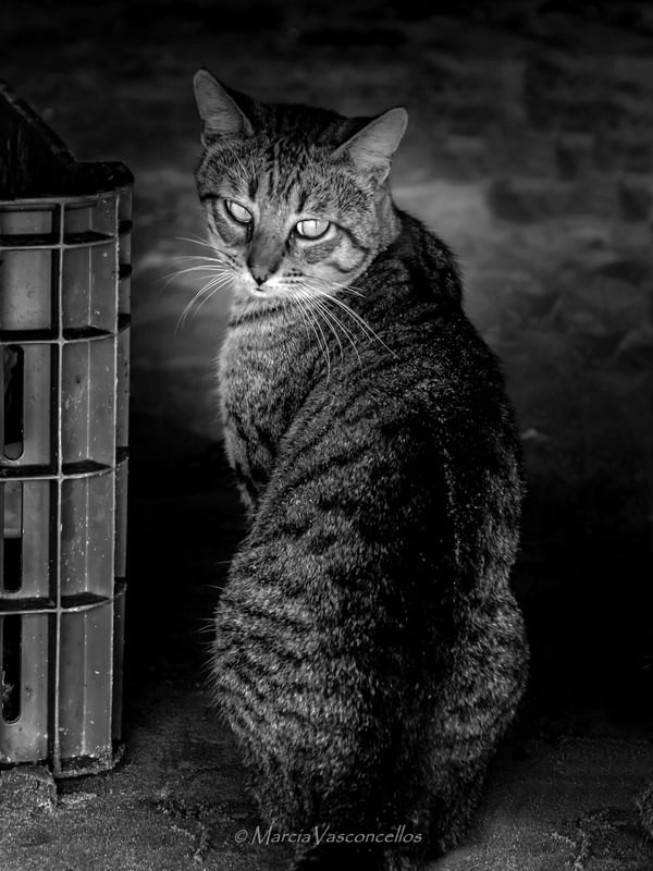 ANIMAIS CATS BW