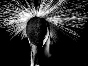 ANIMAIS AVES BW