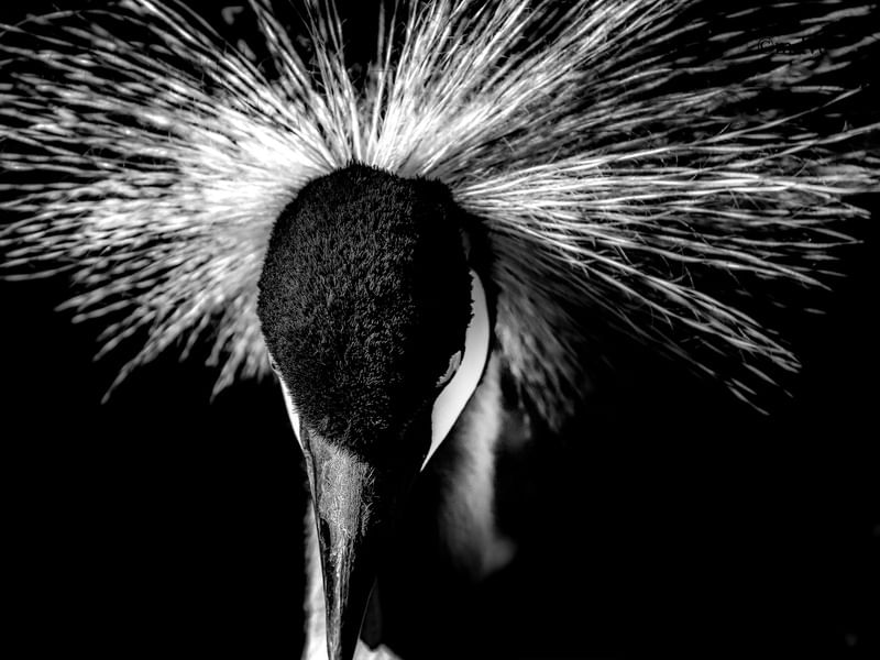 ANIMAIS AVES BW