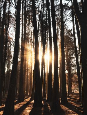 STARTER SUN