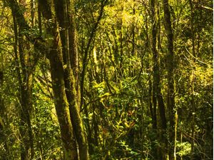 NATURALMENTE DENSO VERDE