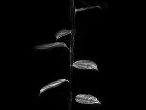 DARKNESS AND LIGHT I