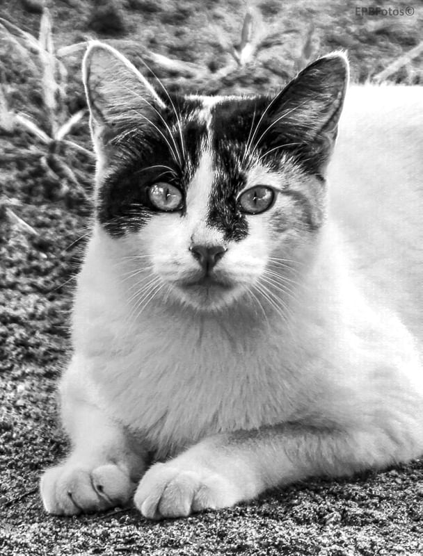 GATO EM P&B