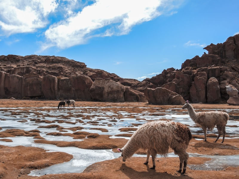 LAGUNA SECRETA BOLIVIANA