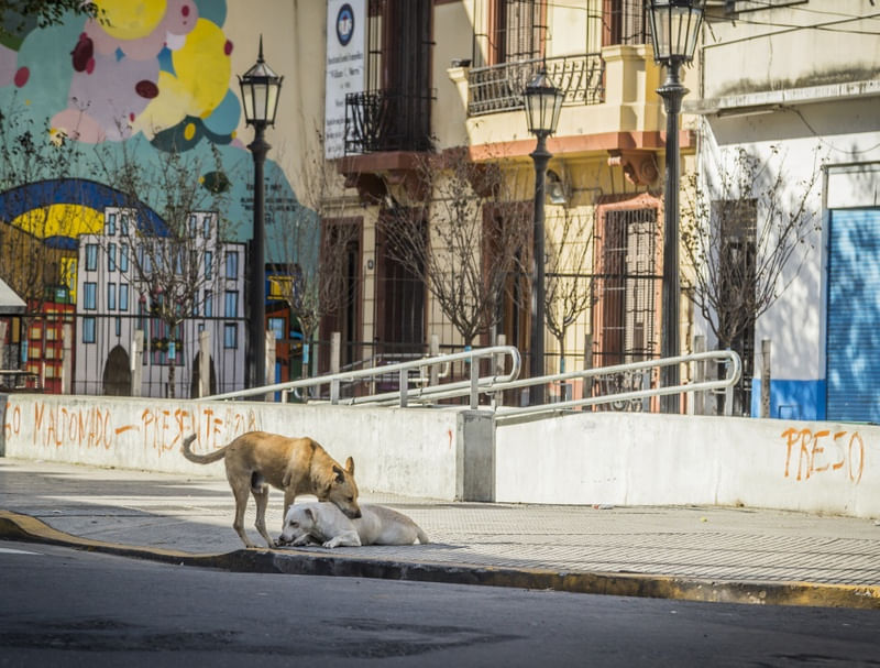 AMOR (BUENOS AIRES, ARGENTINA)