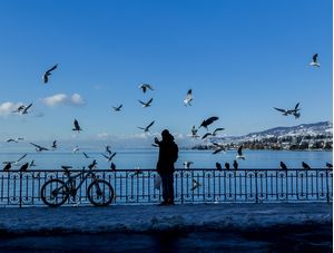 PÁSSAROS (MONTREUX, SUÍÇA)