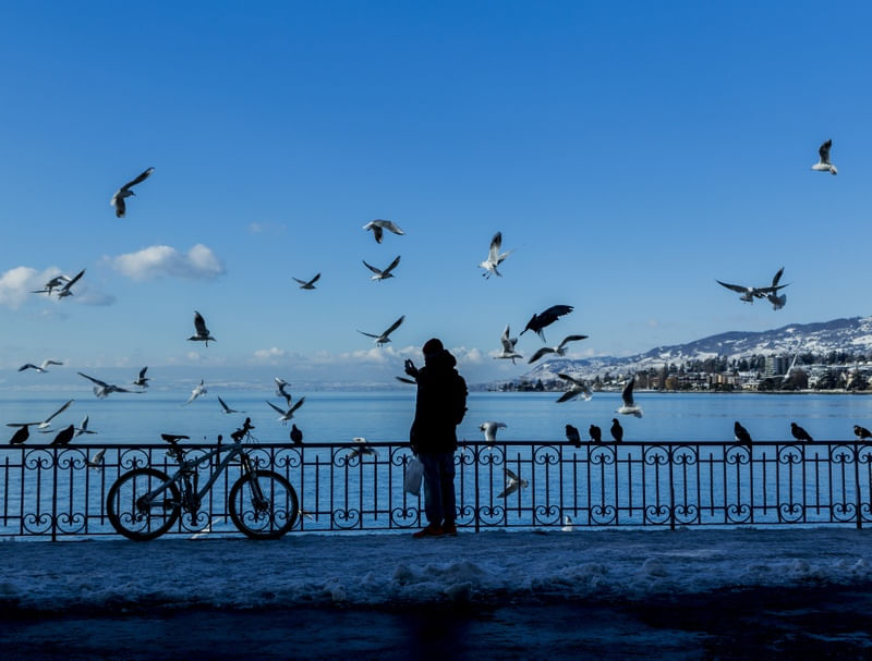 PÁSSAROS (MONTREUX, SUÍÇA)