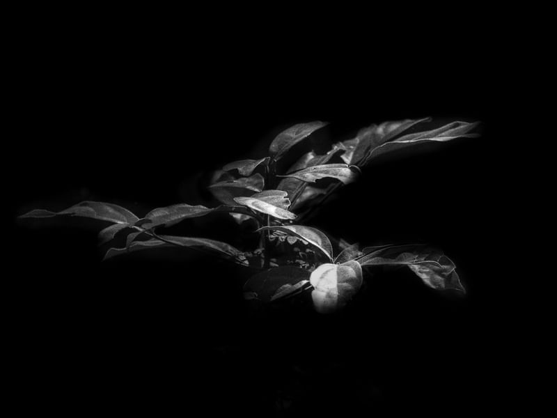 DARKNESS AND LIGHT II