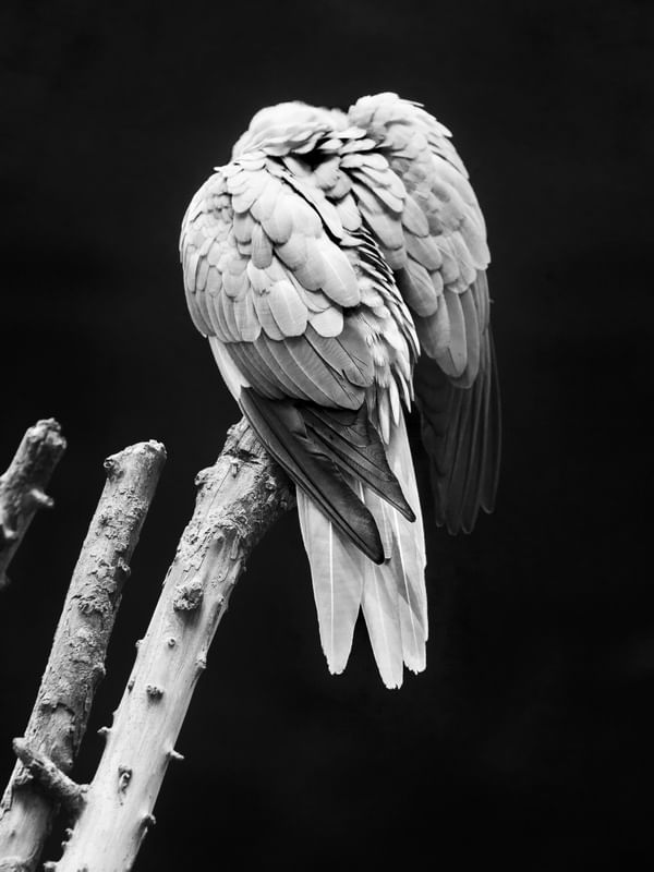 A MONOCROMIA