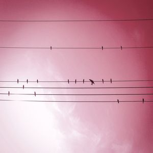 VOE PASSARINHO _ ROSA