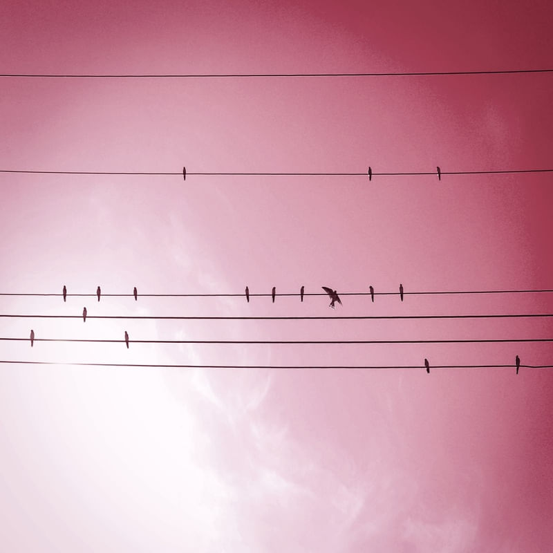 VOE PASSARINHO _ ROSA