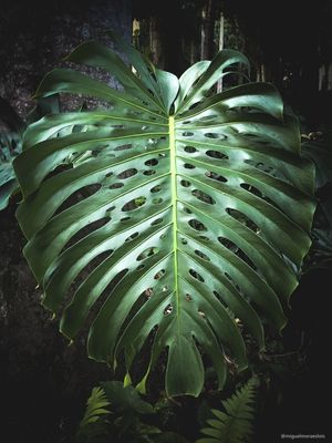 COSTELA DE ADÃO - PARQUE LAGE