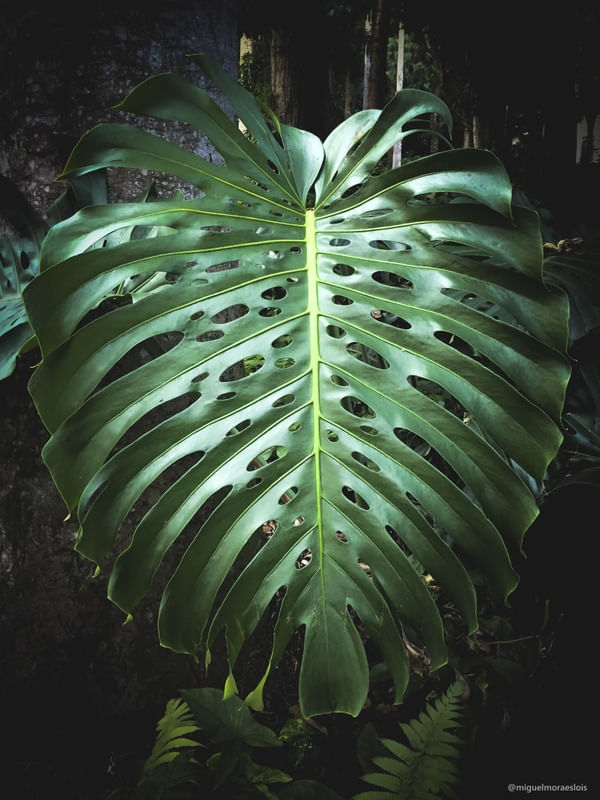 COSTELA DE ADÃO - PARQUE LAGE