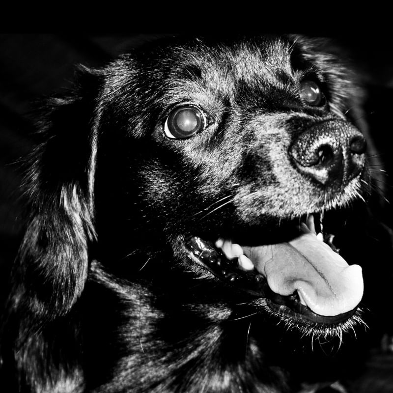 CACHORRO PB 03