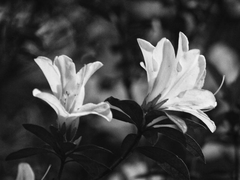 SHADOW FLOWERS