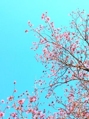 JACARANDÁ & CÉU