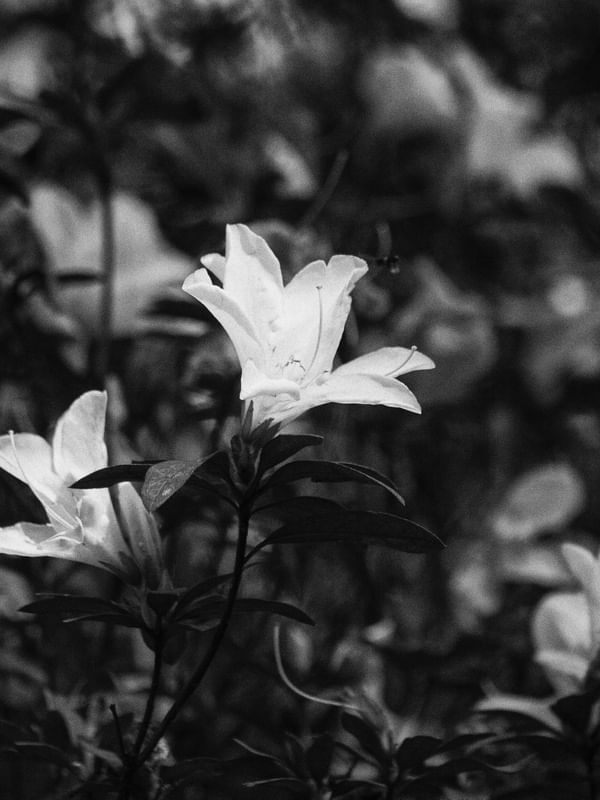 GREY FLOWERS