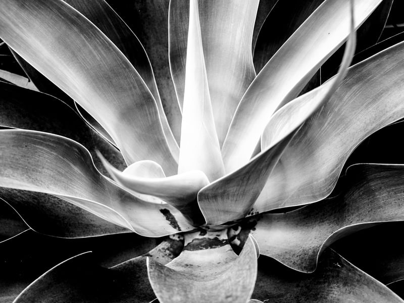 JARDIM PRETO E BRANCO - 1