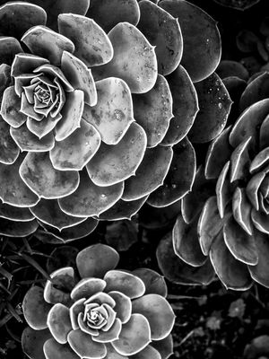 JARDIM PRETO E BRANCO - 6