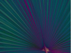 TROPICAL FOREST III
