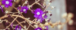 FLORAIS ROXOS