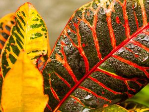 PLANTA MOLHADA