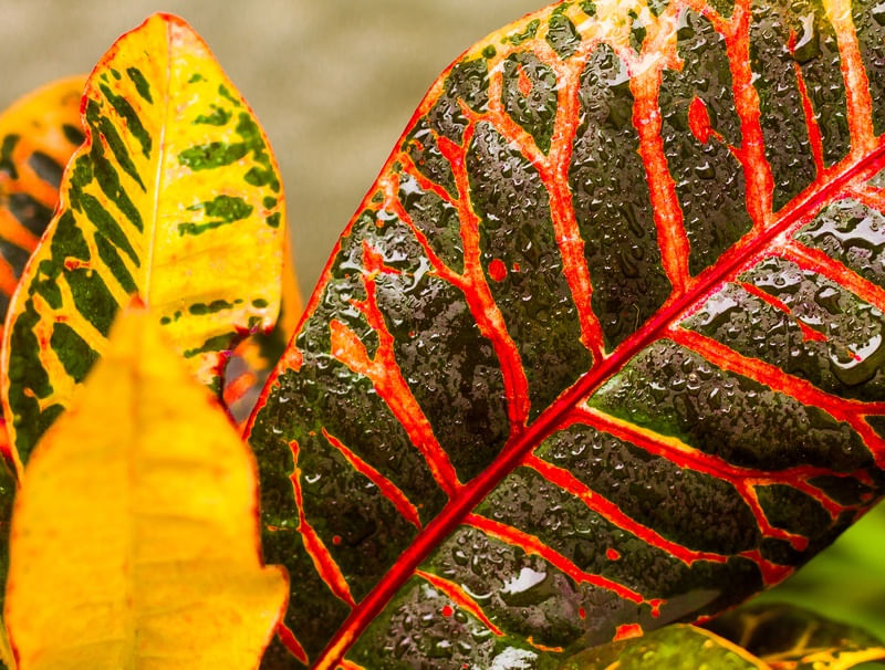 PLANTA MOLHADA