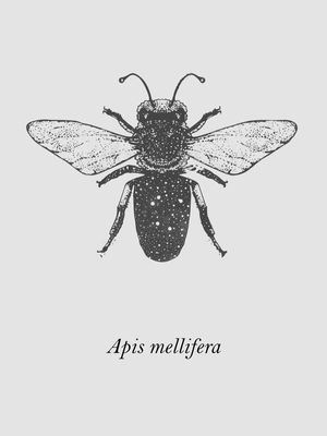 APIS MELLIFERA 002
