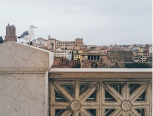 GAIVOTA EM ROMA