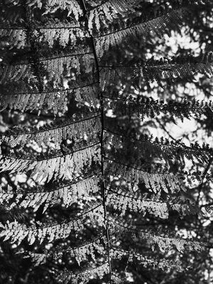 LIGHT LEAF II