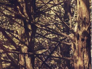 WONDER FOREST