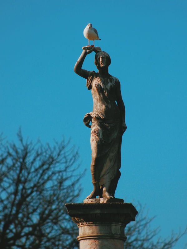 CABEÇA DE POMBO
