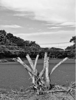 NATUREZA MORTA NA MATA ATLÂNTICA