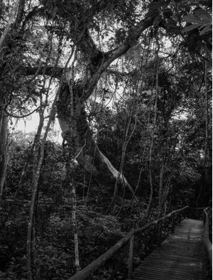 UMA TRILHA NA FLORESTA