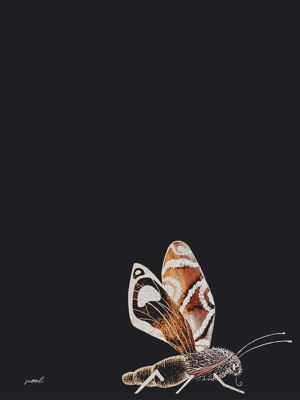 BROWN MOTH II